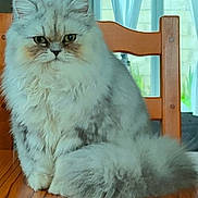 Emy a rejoint le concours — aidez-le/la à gagner de superbes lots ! cat, fluffy, long_hair, sitting, wooden_table, wooden_chair, indoor, pet, animal, feline, face, tail, gray, white, fur, window, background, domestic, cute, serious_expression