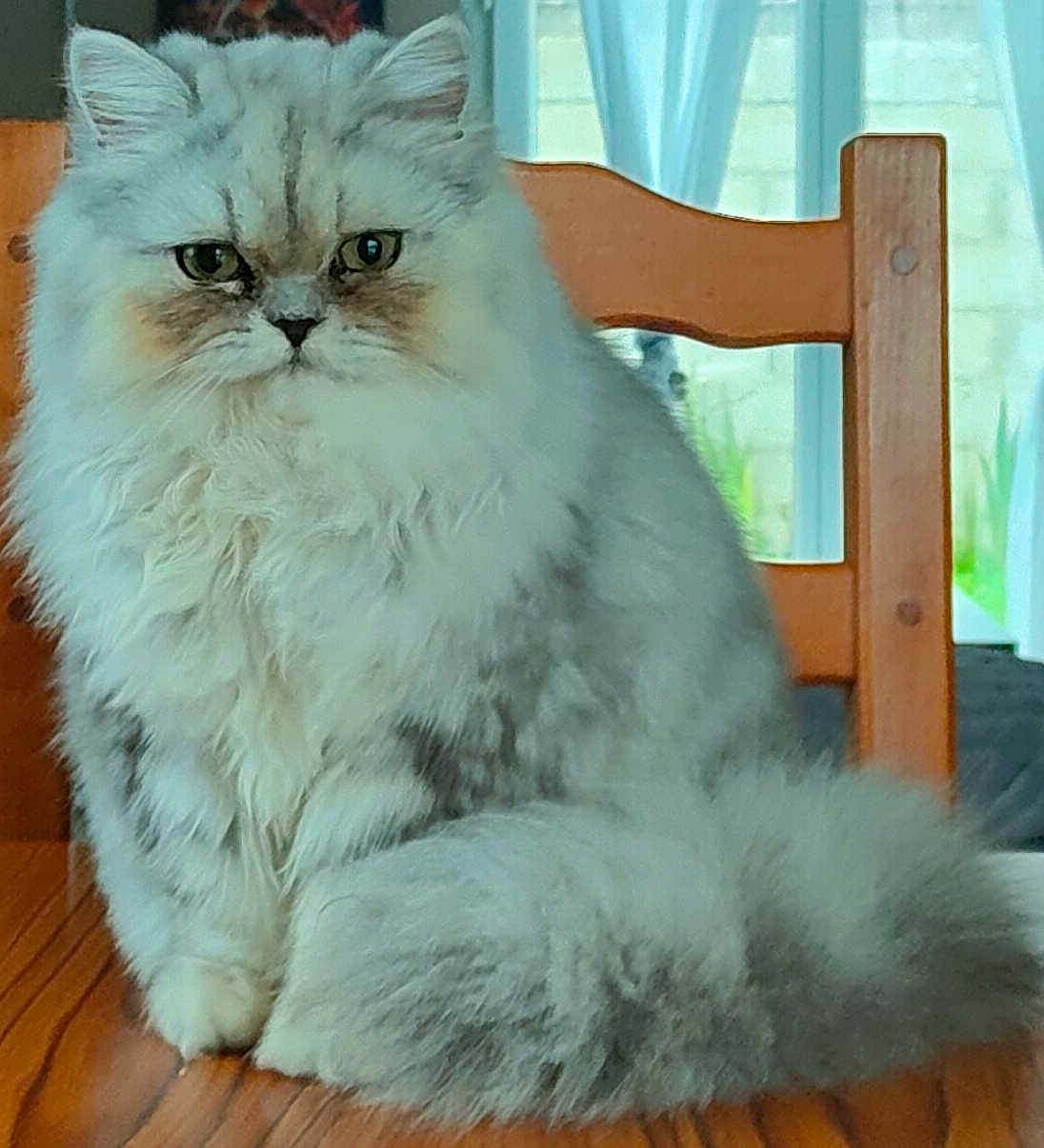 Emy a rejoint le concours — aidez-le/la à gagner de superbes lots ! cat, fluffy, long_hair, sitting, wooden_table, wooden_chair, indoor, pet, animal, feline, face, tail, gray, white, fur, window, background, domestic, cute, serious_expression