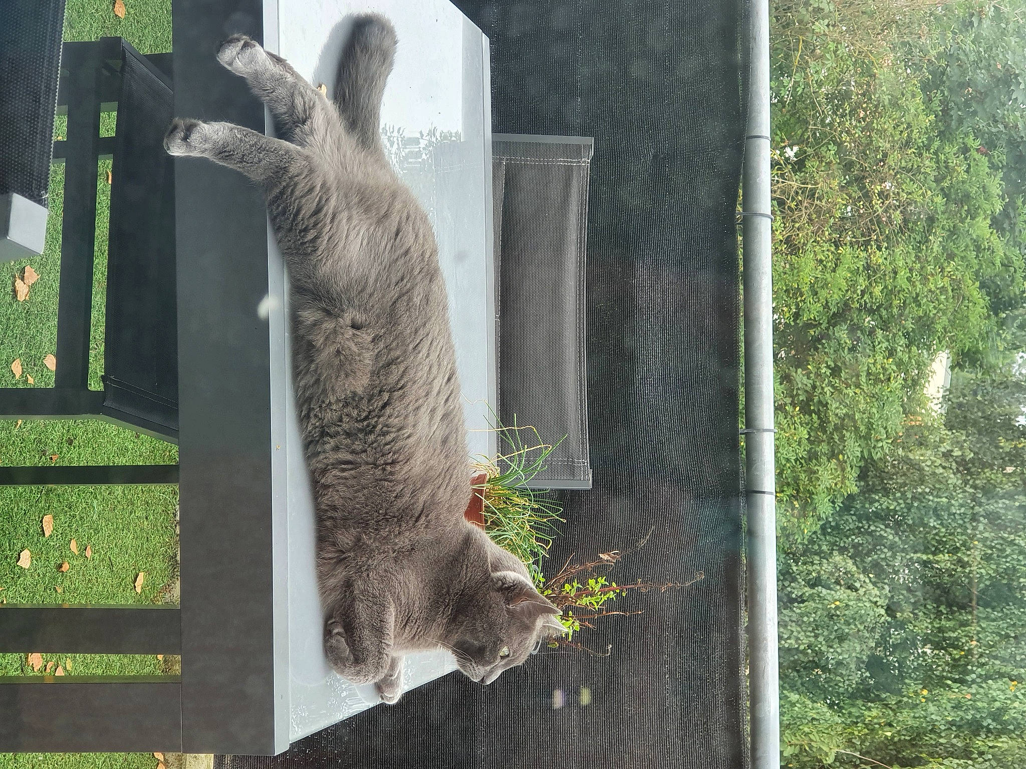 Benco a rejoint le concours — aidez-le/la à gagner de superbes lots ! art, cage, felidae, fruit, fur, grass, grey_squirrel, marsupial, mesh, plant, rodent, small_to_medium_sized_cats, tail, terrestrial_animal, tree, trunk, whiskers, wildlife, window, wood