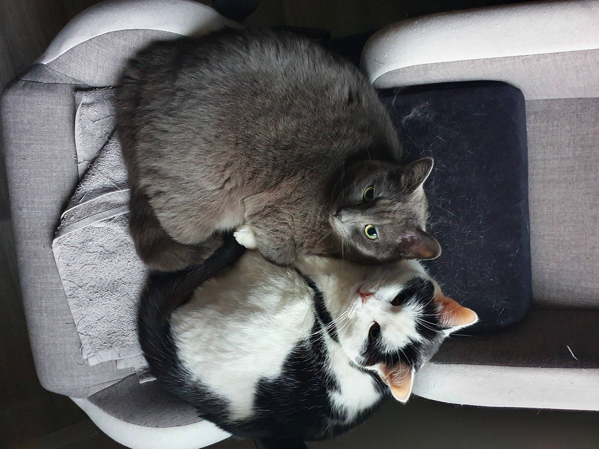 Nesquick participe au concours pour gagner de l'argent avec cette photo : carnivore, cat, claw, comfort, domestic_short_haired_cat, eye, felidae, fur, grey, paw, small_to_medium_sized_cats, snout, tail, whiskers