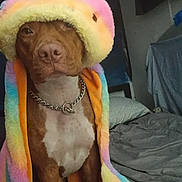 Karma is registered to the contest to win money with this photo: dog, brown_dog, blanket, rainbow, hood, chain_collar, bed, indoor, furniture, fabric, pet, canine, cute, cozy, portrait, animal, resting, colorful, soft, house