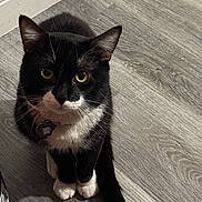 Ozzy is registered to the contest to win money with this photo: cat, tuxedo_cat, green_eyes, pet, indoor, flooring, wood_floor, collar, tag, whiskers, black_and_white, sitting, cute, animal, feline, domestic_cat, looking_up, paws, fur, pet_accessory