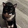 cat, tuxedo_cat, green_eyes, pet, indoor, flooring, wood_floor, collar, tag, whiskers, black_and_white, sitting, cute, animal, feline, domestic_cat, looking_up, paws, fur, pet_accessory