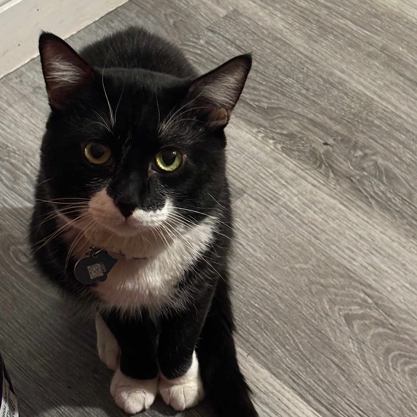 Ozzy is registered to the contest to win money with this photo: animal, black_and_white, cat, collar, cute, domestic_cat, feline, flooring, fur, green_eyes, indoor, looking_up, paws, pet, pet_accessory, sitting, tag, tuxedo_cat, whiskers, wood_floor