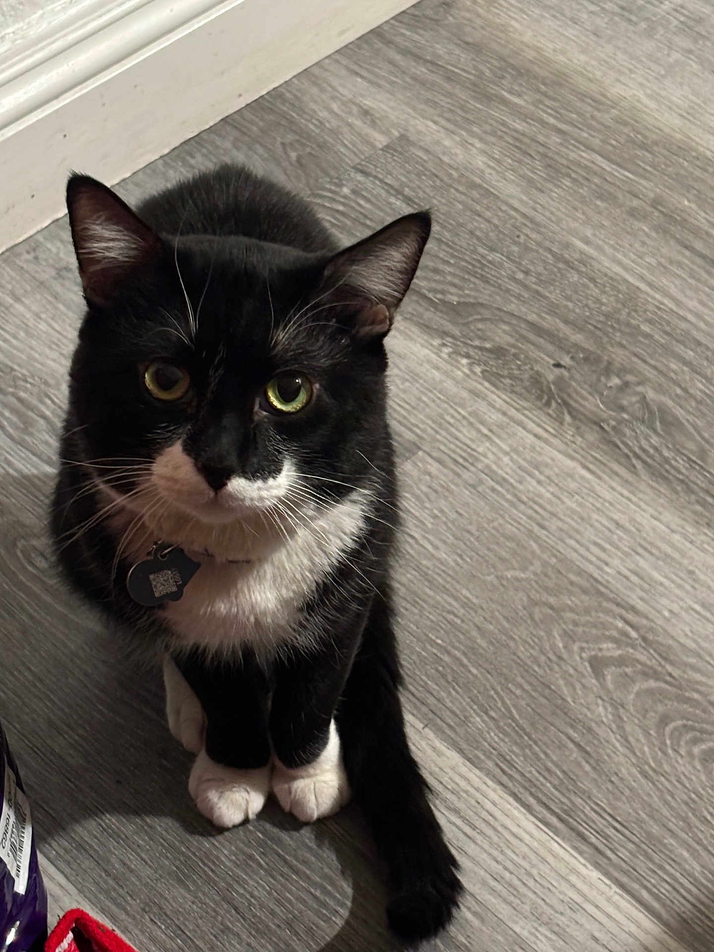 Ozzy is registered to the contest to win money with this photo: cat, tuxedo_cat, green_eyes, pet, indoor, flooring, wood_floor, collar, tag, whiskers, black_and_white, sitting, cute, animal, feline, domestic_cat, looking_up, paws, fur, pet_accessory