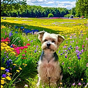 Eden participe au concours pour gagner de l'argent avec cette photo : dog, flower, wildflower, meadow, grass, nature, outdoor, blue_sky, cloud, greenery, small_dog, cute, fluffy, sunlight, colorful, path, tree, summer, pet, animal