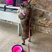 Guapa Tiny Daughter joined the competition — help win amazing prizes! dog, small_dog, leash, pink_collar, pink_leash, pink_backpack, water_bottle, collapsible_bowl, concrete_floor, stone_wall, bench, pet_accessories, standing, looking_up, outdoor, fur, ears_up, side_view, happy, pet