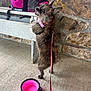 dog, small_dog, leash, pink_collar, pink_leash, pink_backpack, water_bottle, collapsible_bowl, concrete_floor, stone_wall, bench, pet_accessories, standing, looking_up, outdoor, fur, ears_up, side_view, happy, pet