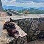 Guapa Tiny Daughter is registered to the contest to win money with this photo: dog, small_dog, canine, pet, outdoor, stone_wall, rock, mountain, sky, clouds, greenery, bench, landscape, happy, tongue_out, leash, nature, daylight, scenic, relaxed