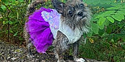 Guapa Tiny Daughter joined the competition — help win amazing prizes! dog, tutu, purple, butterfly_wings, log, forest, greenery, outdoor, pet, cute, small_dog, scruffy, fur, ears, nature, animal, standing, curious, head_tilt, daylight
