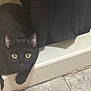 Pharaoh is registered to the contest to win money with this photo: animal, black_cat, cat, close_up, curiosity, curious, dark_background, ears, feline, floor, home, indoor, ledge, looking, peeking, pet, quiet, shadow, whiskers, yellow_eyes