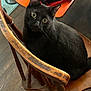 animal, black_cat, cat, cozy, curious, cute, domestic_cat, feline, floor, folded_clothes, furniture, household, indoor, looking_up, orange_chair, pet, sitting, whiskers, wide_eyes, wooden_chair