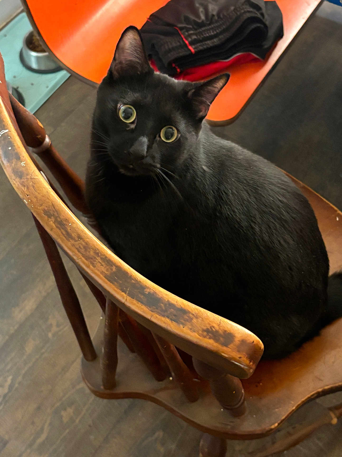 Pharaoh joined the competition — help win amazing prizes! animal, black_cat, cat, cozy, curious, cute, domestic_cat, feline, floor, folded_clothes, furniture, household, indoor, looking_up, orange_chair, pet, sitting, whiskers, wide_eyes, wooden_chair
