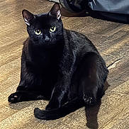 Pharaoh is registered to the contest to win money with this photo: animal, black_cat, cat, curious, domestic_cat, ears, feline, flooring, fur, green_eyes, indoor, luggage, paw, pet, relaxed, sitting, travel, wheel, whiskers, wooden_floor