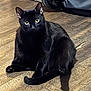 animal, black_cat, cat, curious, domestic_cat, ears, feline, flooring, fur, green_eyes, indoor, luggage, paw, pet, relaxed, sitting, travel, wheel, whiskers, wooden_floor