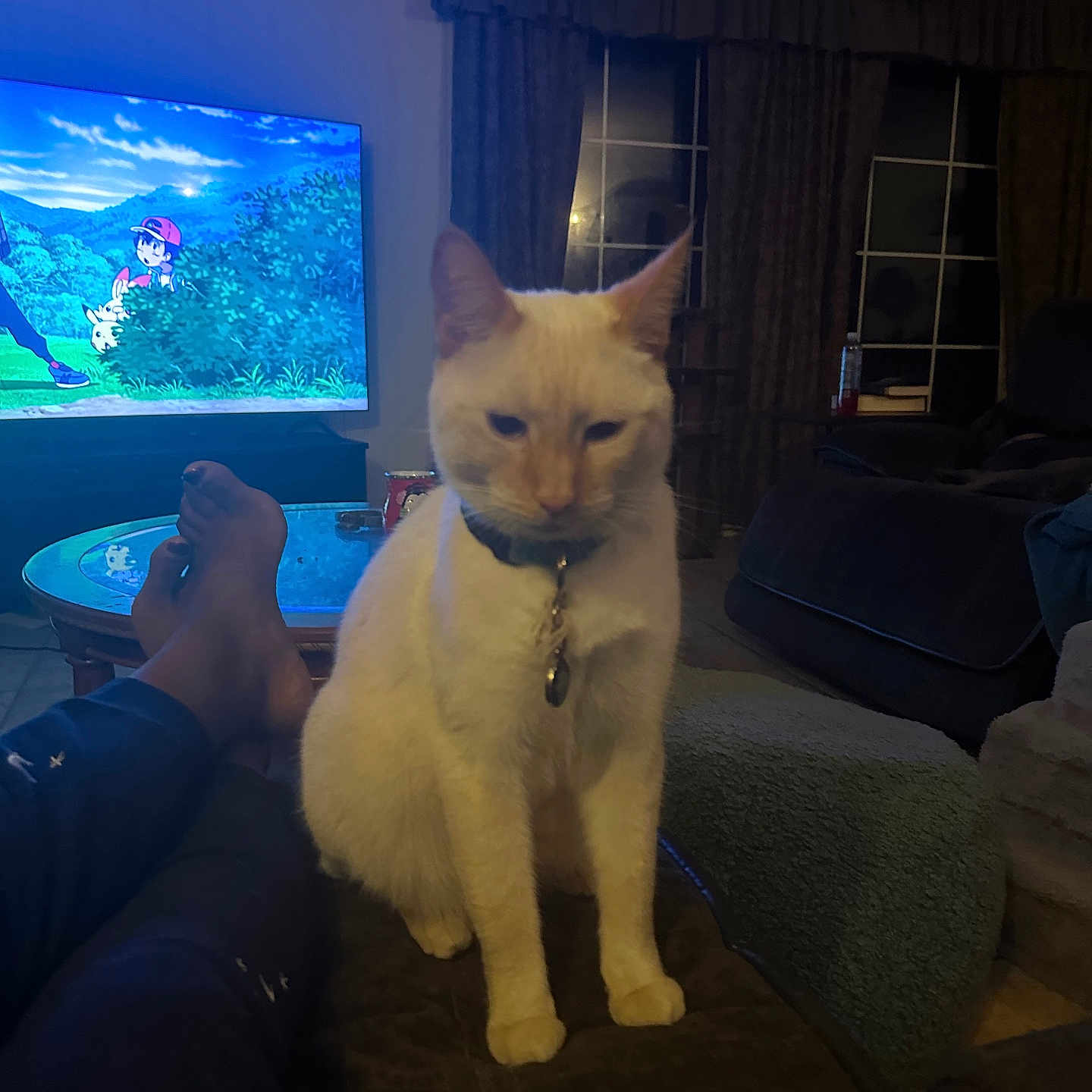 Fawekes is registered to the contest to win money with this photo: adult, animal, architecture, building, cat, computerhardware, couch, electronics, furniture, hardware, indoors, interiordesign, livingroom, male, monitor, person, pet, room, screen, tv