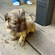 Rolo Black joined the competition — help win amazing prizes! adorable, animal, background, brown, curious, cute, dog, exploring, floor, fur, jeans, outdoor, person, pet, puppy, small, socks, standing, wooden_deck, young