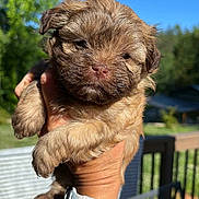 Rolo Black is registered to the contest to win money with this photo: animal, blue_sky, brown, cute, daytime, dog, fluffy, fur, greenery, hand, holding, nature, outdoor, pet, portrait, puppy, smartwatch, sunlight, watch, young
