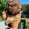 animal, blue_sky, brown, cute, daytime, dog, fluffy, fur, greenery, hand, holding, nature, outdoor, pet, portrait, puppy, smartwatch, sunlight, watch, young