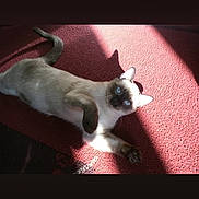 Mao participe au concours pour gagner de l'argent avec cette photo : cat, siamese_cat, blue_eyes, carpet, sunlight, shadow, pet, animal, indoor, relaxed, fur, whiskers, ears, tail, cute, mammal, domestic, resting, playful, light