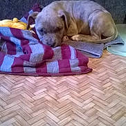 Princesse participe au concours pour gagner de l'argent avec cette photo : animal, blanket, canine, cozy, cute, dog, floor, fur, home, indoor, paw, pet, puppy, quiet, resting, sleeping, striped, tail, wooden_floor, young_dog