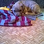 Princesse participe au concours pour gagner de l'argent avec cette photo : puppy, dog, sleeping, blanket, striped, floor, wooden_floor, indoor, pet, animal, cozy, resting, cute, young_dog, fur, canine, paw, tail, quiet, home