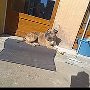 Princesse participe au concours pour gagner de l'argent avec cette photo : dog, brindle, mat, door, wood, broom, bucket, reflection, shadow, sunlight, outdoor, concrete, relaxed, pet, animal, resting, calm, daylight, house, entrance
