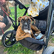 Vicky participe au concours pour gagner de l'argent avec cette photo : puppy, dog, stroller, leash, person, grass, outdoor, crouching, brown, black, white, blanket, wheel, nature, pet, animal, young_dog, face, looking, curious