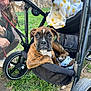 puppy, dog, stroller, leash, person, grass, outdoor, crouching, brown, black, white, blanket, wheel, nature, pet, animal, young_dog, face, looking, curious