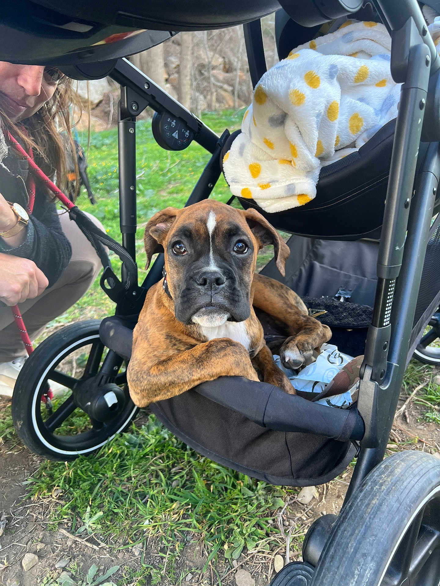 Vicky participe au concours pour gagner de l'argent avec cette photo : puppy, dog, stroller, leash, person, grass, outdoor, crouching, brown, black, white, blanket, wheel, nature, pet, animal, young_dog, face, looking, curious