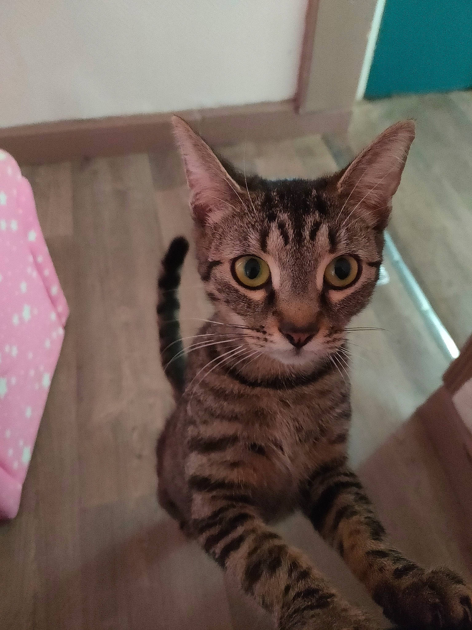 Mimi a rejoint le concours — aidez-le/la à gagner de superbes lots ! carnivore, cat, claw, domestic_short_haired_cat, eye, fawn, felidae, fur, head, pattern, paw, sitting, small_to_medium_sized_cats, snout, tail, terrestrial_animal, visual_arts, whiskers, wildlife