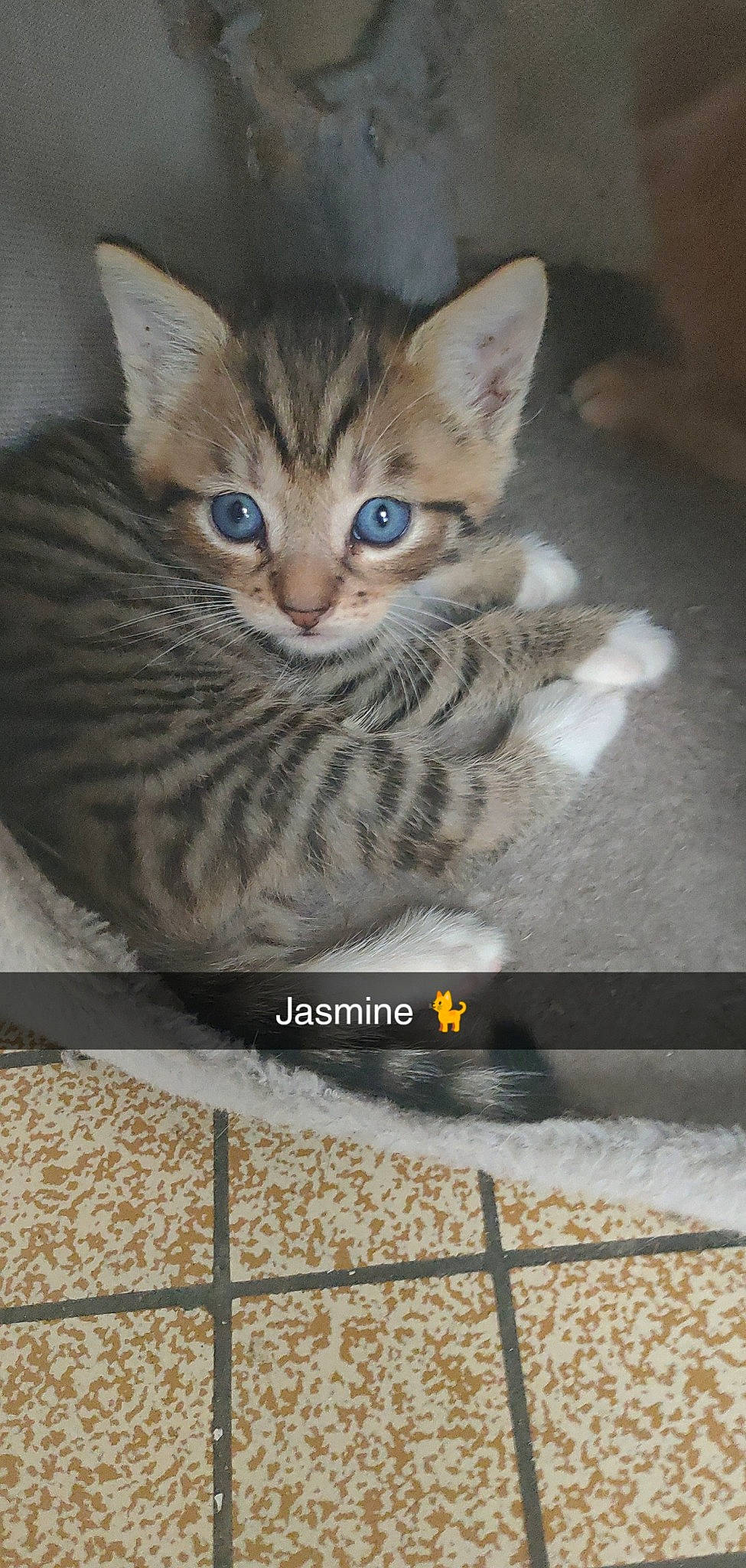 Jasmine