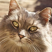 Stormy joined the competition — help win amazing prizes! cat, close_up, fluffy, gray, whiskers, eyes, sunlight, outdoor, pet, feline, portrait, animal, cute, fur, ears, nose, nature, mammal, face, daylight