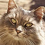 cat, close_up, fluffy, gray, whiskers, eyes, sunlight, outdoor, pet, feline, portrait, animal, cute, fur, ears, nose, nature, mammal, face, daylight