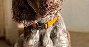 Alphy a rejoint le concours — aidez-le/la à gagner de superbes lots ! dog, brown, white, orange_collar, pet, curious, portrait, indoor, canine, fur, ears, closeup, head_tilt, sitting, animal, young_dog, friendly, expression, light, shadow