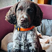 Alphy participe au concours pour gagner de l'argent avec cette photo : puppy, dog, pet, brown, white, orange_collar, bed, blanket, indoor, window, curtains, cozy, fur, ears, cute, animal, portrait, sitting, young, domestic