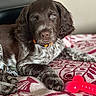 Alphy participe au concours pour gagner de l'argent avec cette photo : puppy, dog, brown, white, patterned_blanket, toy, red_toy, indoor, pet, animal, cute, laying_down, curious, collar, closeup, furry, ears, paw, resting, young_dog
