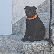 Udy a rejoint le concours — aidez-le/la à gagner de superbes lots ! dog, black_dog, pet, animal, sitting, stairs, stone_steps, outdoor, orange_collar, collar, short_hair, black_fur, portrait, serious_expression, cobblestone, building, wall, railing, daylight, domestic_animal