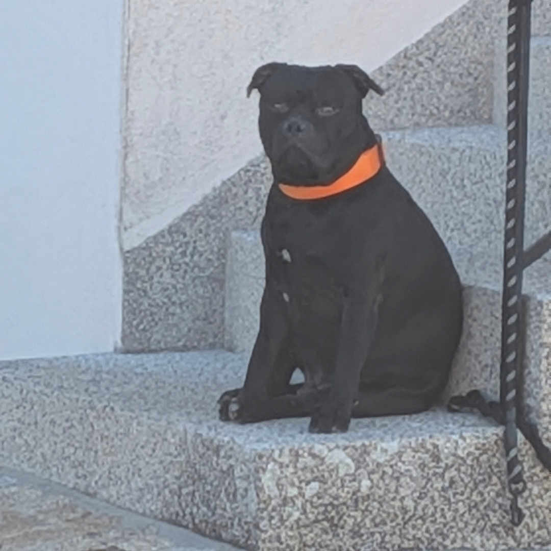 Udy a rejoint le concours — aidez-le/la à gagner de superbes lots ! dog, black_dog, pet, animal, sitting, stairs, stone_steps, outdoor, orange_collar, collar, short_hair, black_fur, portrait, serious_expression, cobblestone, building, wall, railing, daylight, domestic_animal