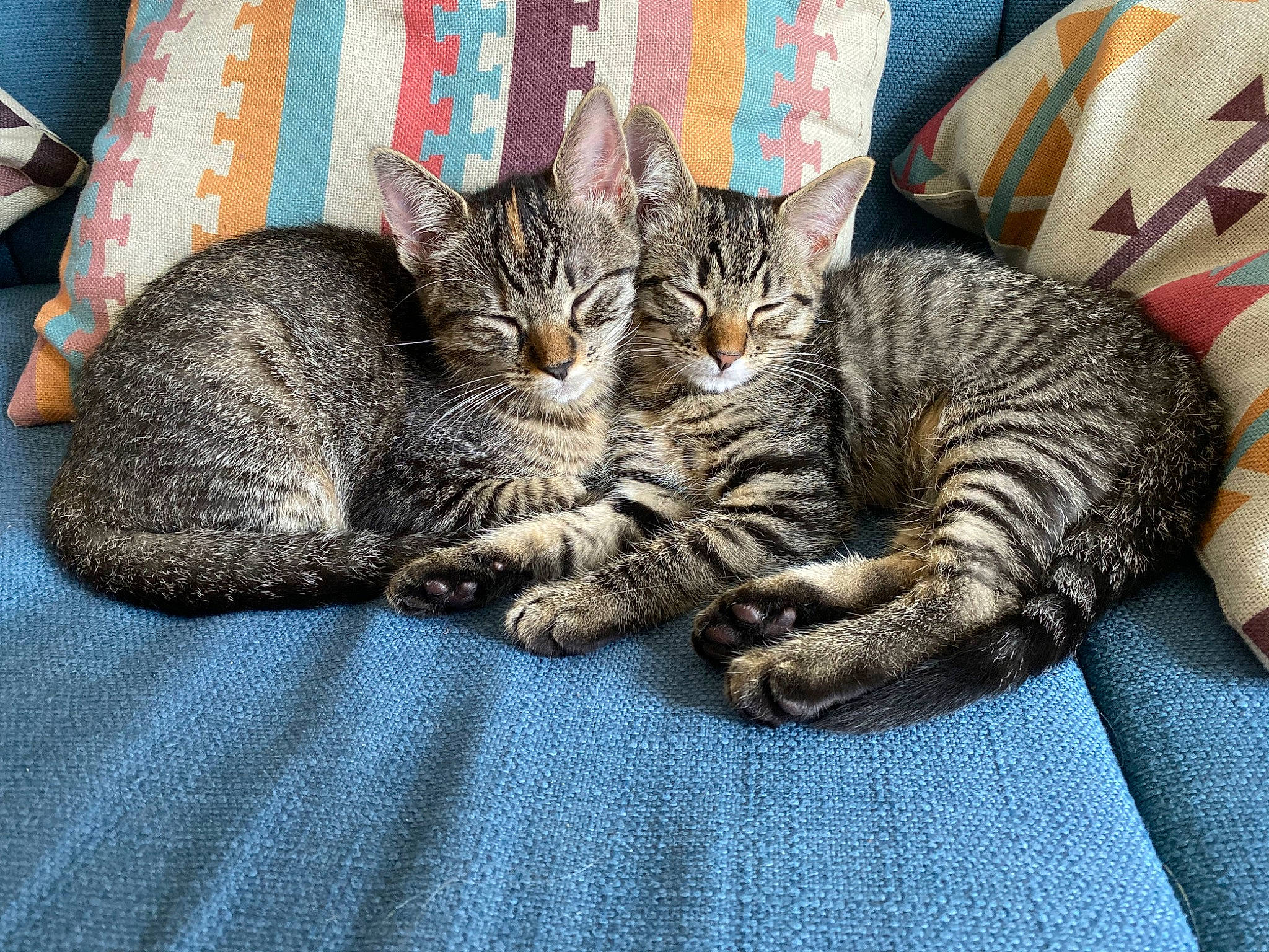 Hela And Kiki is registered to the contest to win money with this photo: carnivore, cat, claw, comfort, couch, domestic_short_haired_cat, felidae, fur, grey, linens, nap, pattern, paw, pillow, small_to_medium_sized_cats, snout, tail, textile, throw_pillow, whiskers