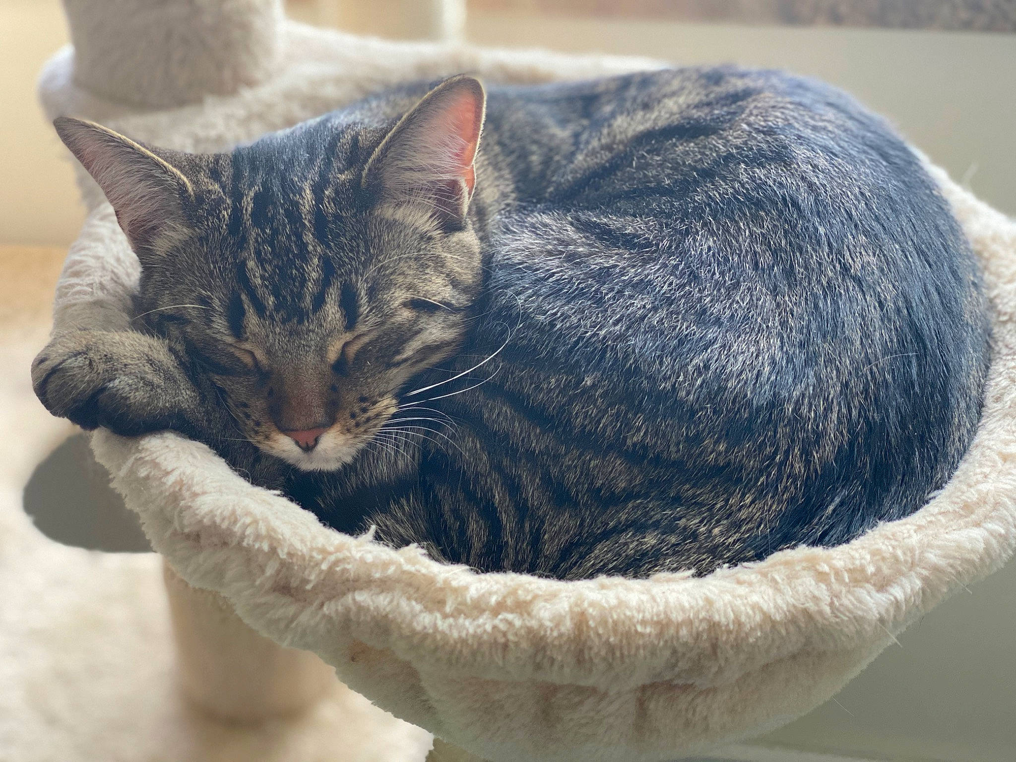 Hela And Kiki joined the competition — help win amazing prizes! carnivore, cat, cat_bed, cat_supply, comfort, domestic_short_haired_cat, felidae, fur, grey, pet_supply, small_to_medium_sized_cats, snout, whiskers