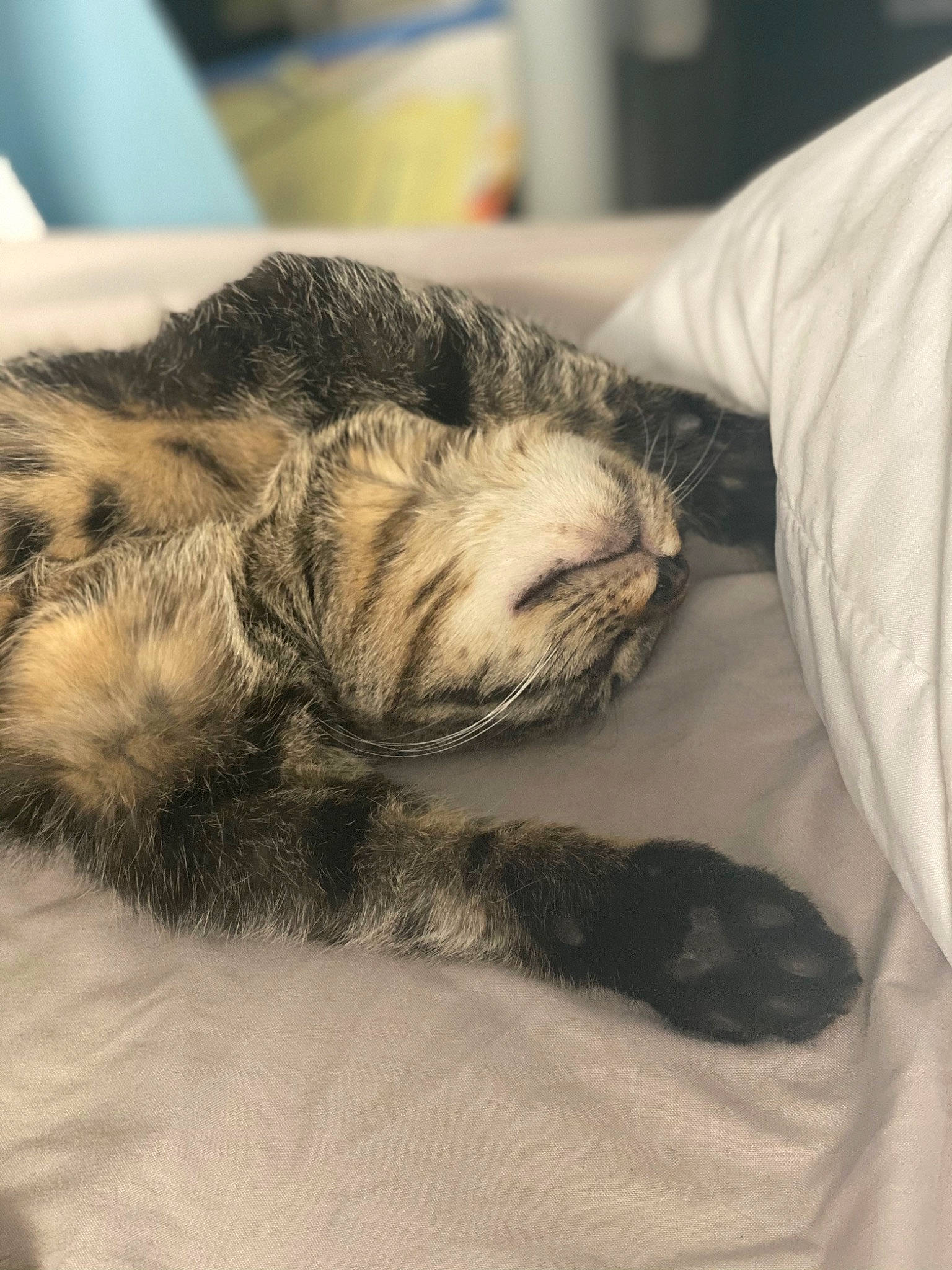 Hela And Kiki joined the competition — help win amazing prizes! canidae, carnivore, cat, claw, comfort, dog_breed, domestic_short_haired_cat, felidae, flooring, fur, grey, nap, paw, small_to_medium_sized_cats, snout, sporting_group, tail, terrestrial_animal, whiskers, wood