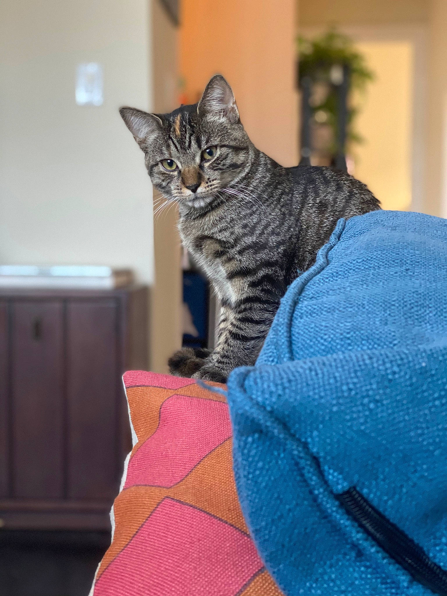 Hela And Kiki is registered to the contest to win money with this photo: carnivore, cat, claw, comfort, domestic_short_haired_cat, electric_blue, felidae, fur, grey, linens, pattern, plant, room, sitting, small_to_medium_sized_cats, snout, tail, tree, whiskers, wood