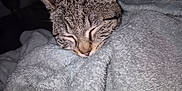 Nina participe au concours pour gagner de l'argent avec cette photo : animal, bedtime, blanket, cat, closeup, comfortable, cozy, cute, domestic_cat, face, fur, indoor, pet, relaxing, resting, sleeping, snuggled, soft, tabby, warm