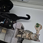 Nina participe au concours pour gagner de l'argent avec cette photo : cat, black_cat, tabby_cat, cat_tree, indoor, pet, curious, collar, feline, home_decor, wall_art, furniture, domestic_animal, animal, household, whiskers, ears, eyes, playful, resting