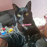 Hécate a rejoint le concours — aidez-le/la à gagner de superbes lots ! black_cat, cat, pet, yellow_eyes, pink_collar, arm, tattoo, indoor, person, clutter, household_items, feline, fur, whiskers, relaxed, looking_at_camera, close_up, domestic_animal, companion, casual