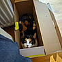 Cali participe au concours pour gagner de l'argent avec cette photo : cat, calico, cardboard_box, indoor, floor, wooden_floor, blanket, radiator, pet, animal, feline, looking_up, curious, cozy, domestic, resting, box, home, closeup, relaxed