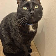 Hadès a rejoint le concours — aidez-le/la à gagner de superbes lots ! animal, black_cat, cat, close_up, collar, curious, domestic_cat, feline, floor, fur, household, indoor, indoor_lighting, looking_up, pet, sitting, wall, whiskers, wooden_floor, young_cat