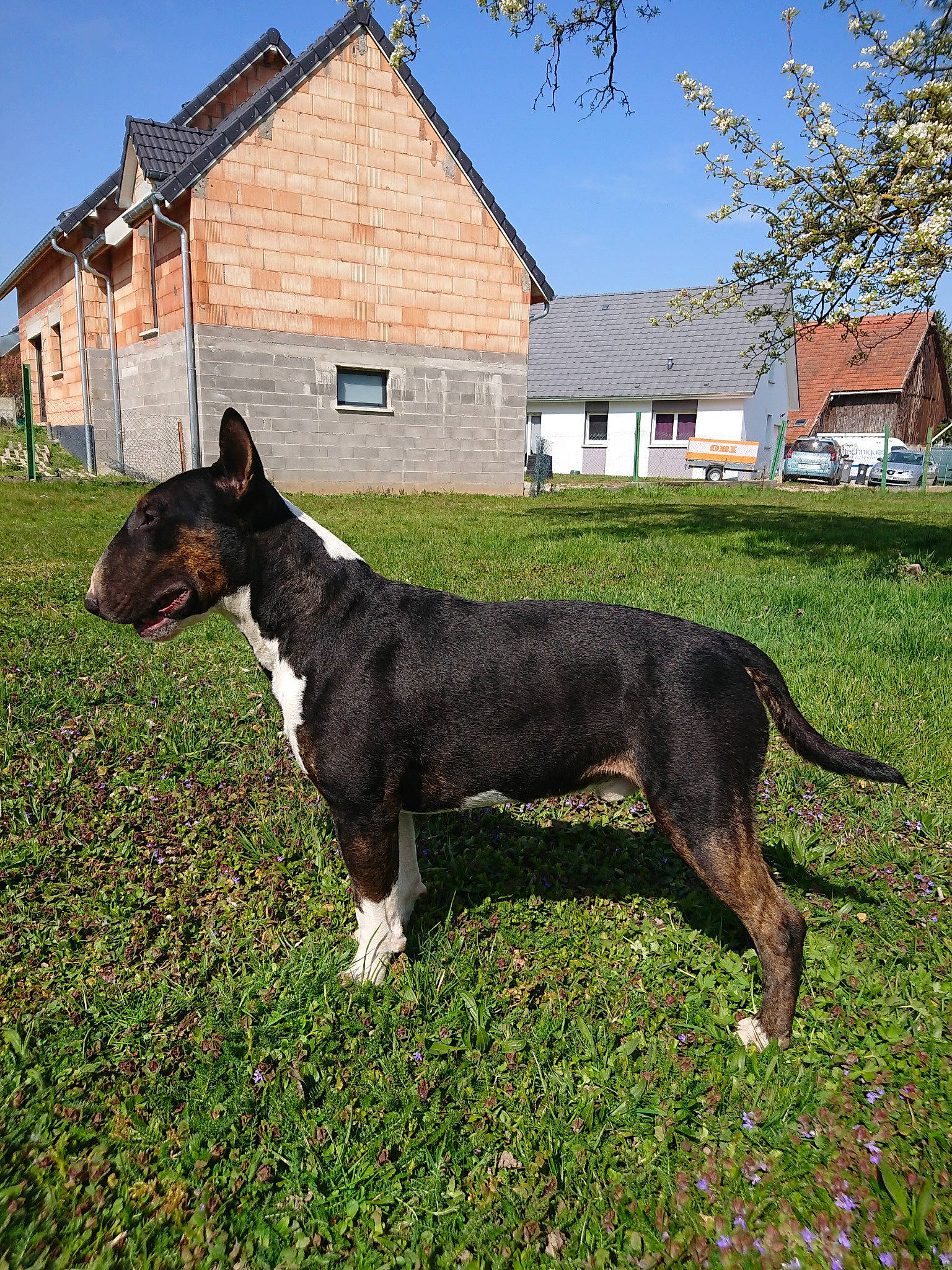 Oups participe au concours pour gagner de l'argent avec cette photo : american_staffordshire_terrier, bull_and_terrier, bull_terrier, bull_terrier_miniature, canidae, carnivore, dog, dog_breed, fawn, mammal, non_sporting_group, old_english_terrier, plant, rare_breed_dog, terrier, vertebrate