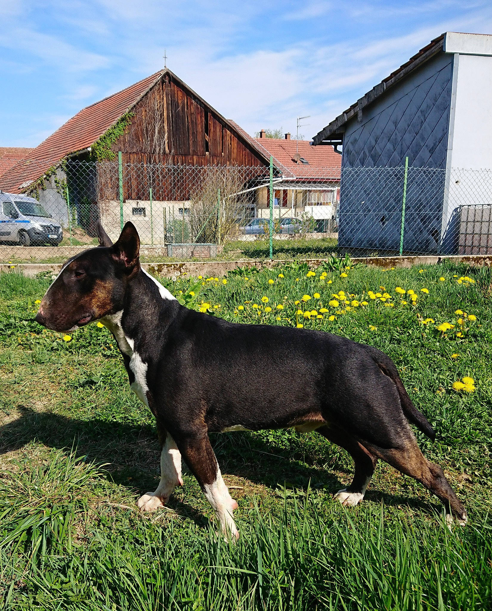 Oups a rejoint le concours — aidez-le/la à gagner de superbes lots ! bull_and_terrier, bull_terrier, bull_terrier_miniature, canidae, carnivore, dog, dog_breed, fawn, grass, mammal, non_sporting_group, plant, snout, terrier, vertebrate